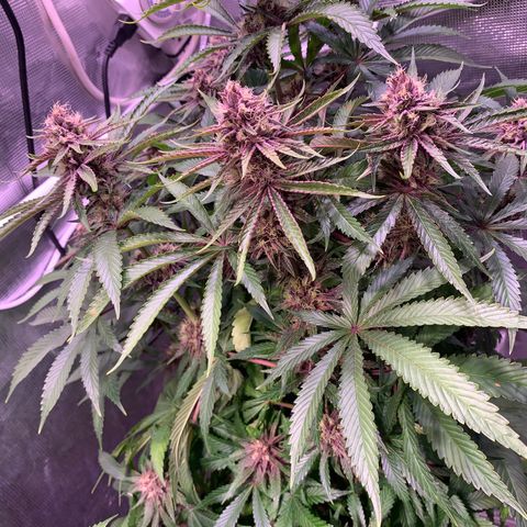 Pu Tang growlog timeline photo