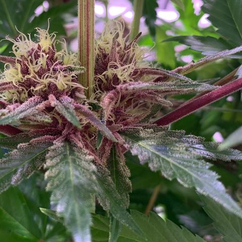 Pu Tang growlog timeline photo