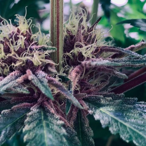 Pu Tang growlog timeline photo