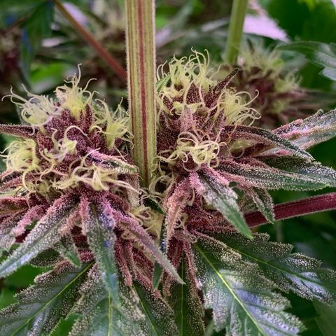 Pu Tang growlog timeline photo