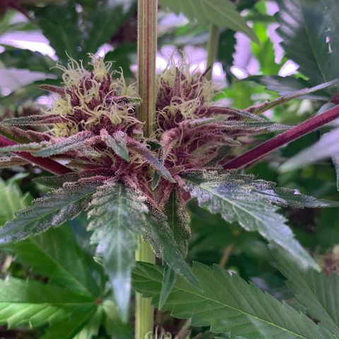 Pu Tang growlog timeline photo