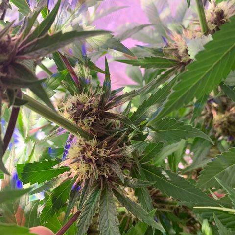Pu Tang growlog timeline photo