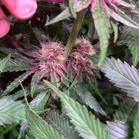 Pu Tang growlog timeline photo
