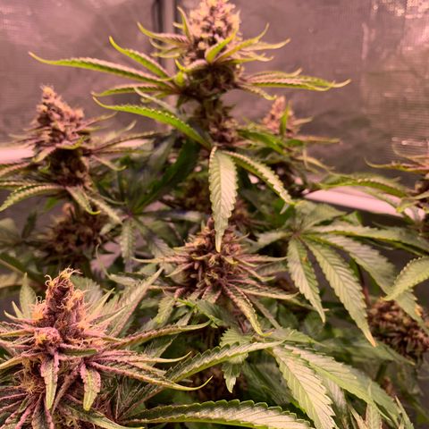 Pu Tang growlog timeline photo