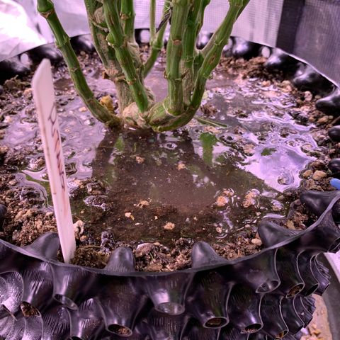 Pu Tang growlog timeline photo