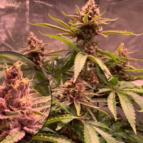 Pu Tang growlog timeline photo