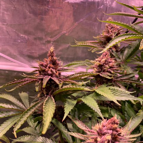 Pu Tang growlog timeline photo