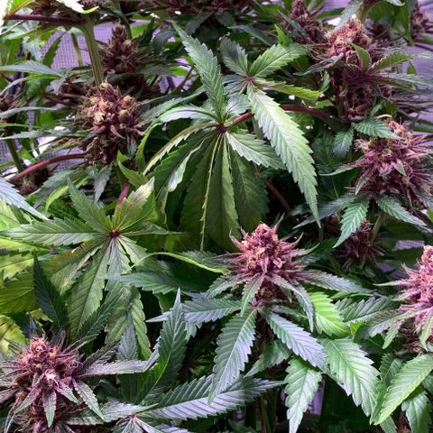 Pu Tang growlog timeline photo