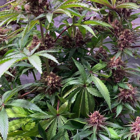 Pu Tang growlog timeline photo
