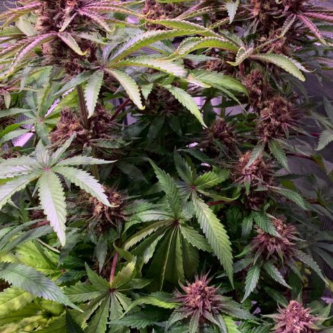 Pu Tang growlog timeline photo