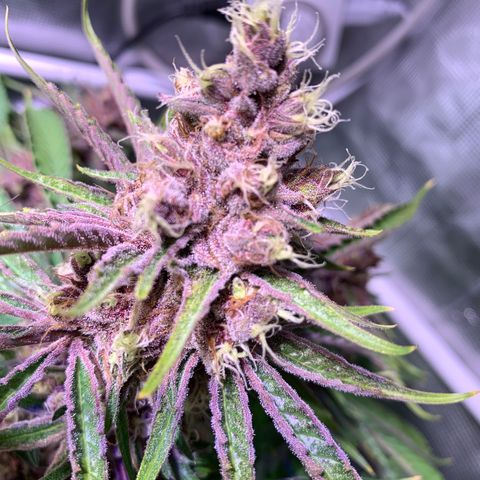 Pu Tang growlog timeline photo