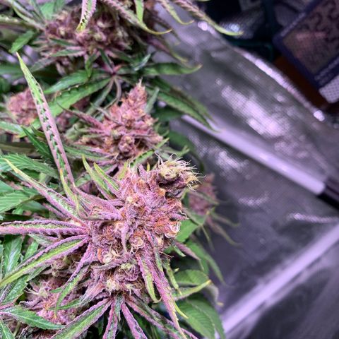 Pu Tang growlog timeline photo