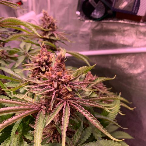 Pu Tang growlog timeline photo