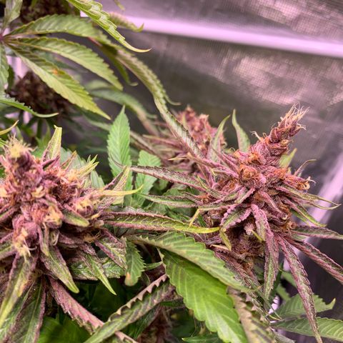Pu Tang growlog timeline photo