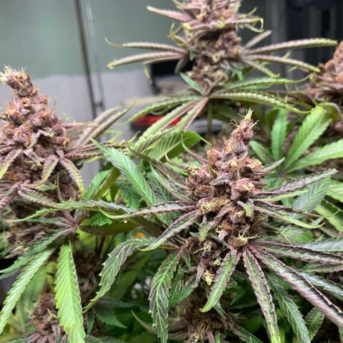 Pu Tang growlog timeline photo