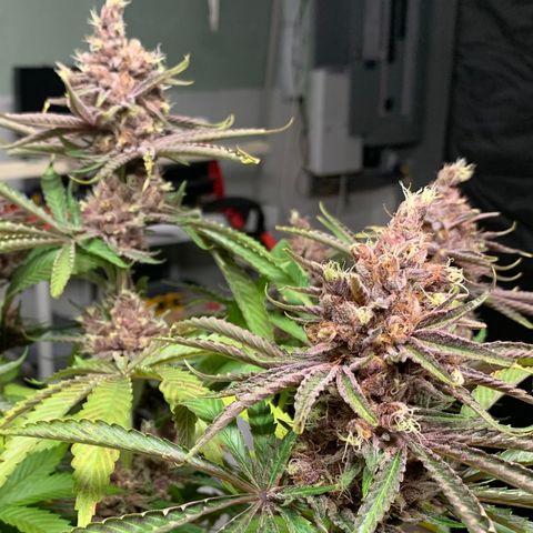 Pu Tang growlog timeline photo