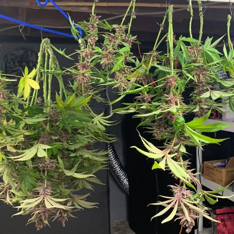 Pu Tang growlog timeline photo