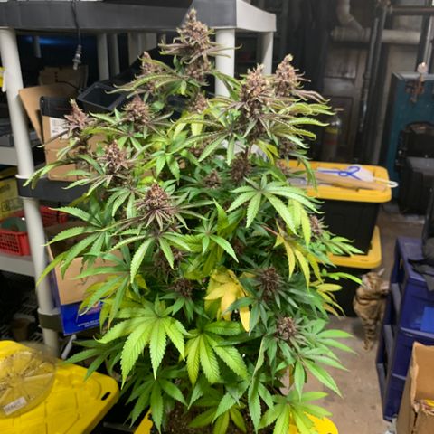 Pu Tang growlog timeline photo