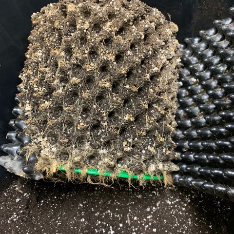 Pu Tang growlog timeline photo