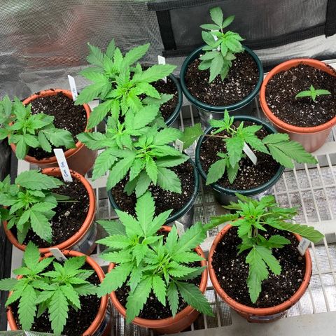 Pu Tang growlog timeline photo