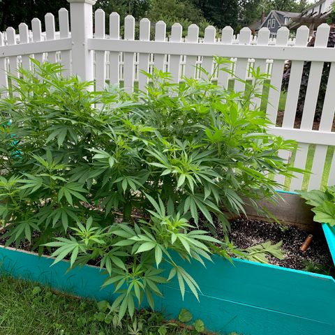 Pu Tang growlog timeline photo