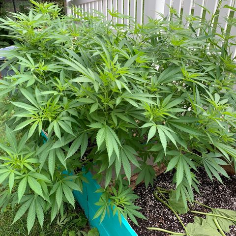 Pu Tang growlog timeline photo