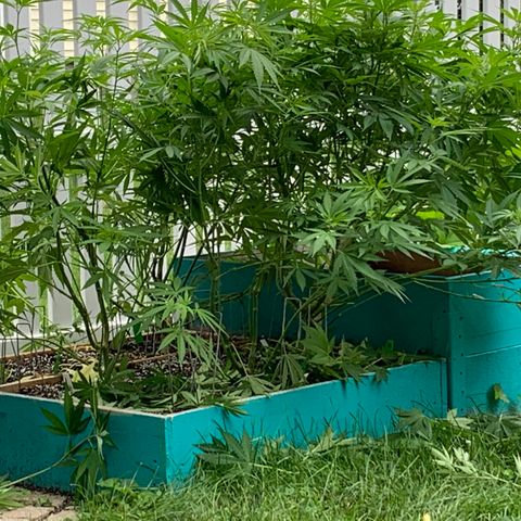 Pu Tang growlog timeline photo