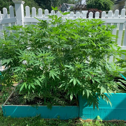 Pu Tang growlog timeline photo