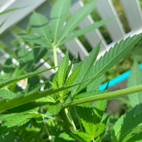 Pu Tang growlog timeline photo