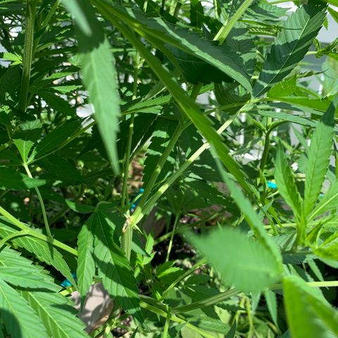 Pu Tang growlog timeline photo