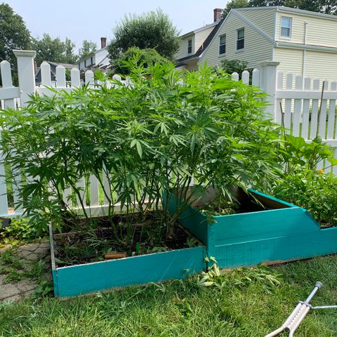 Pu Tang growlog timeline photo