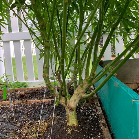 Pu Tang growlog timeline photo