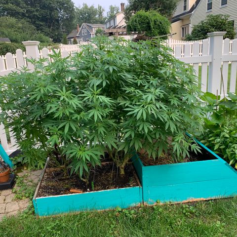 Pu Tang growlog timeline photo