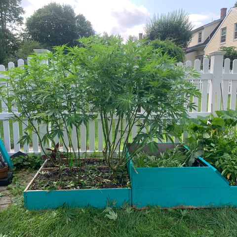 Pu Tang growlog timeline photo