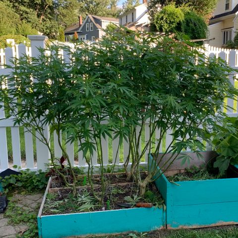 Pu Tang growlog timeline photo