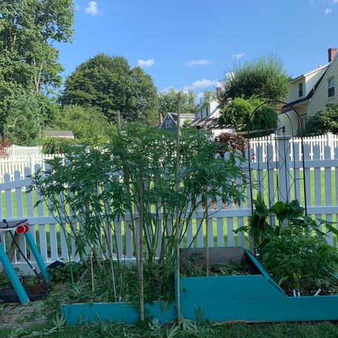 Pu Tang growlog timeline photo