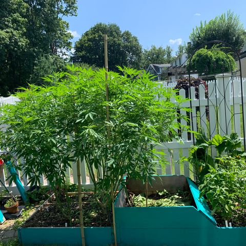 Pu Tang growlog timeline photo