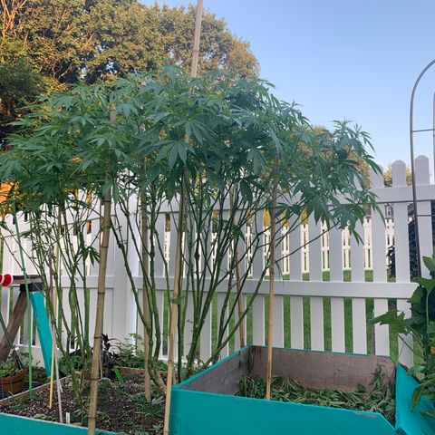 Pu Tang growlog timeline photo
