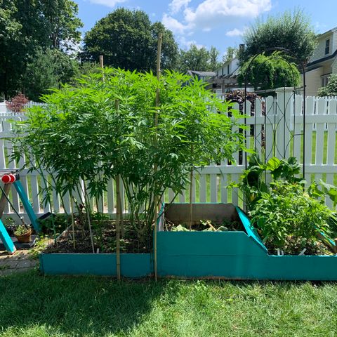Pu Tang growlog timeline photo