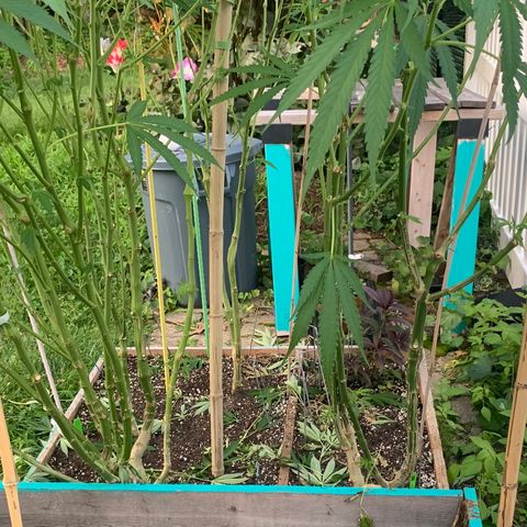 Pu Tang growlog timeline photo