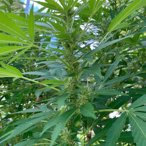 Pu Tang growlog timeline photo