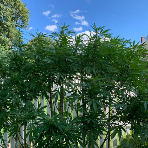 Pu Tang growlog timeline photo