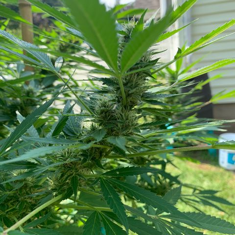 Pu Tang growlog timeline photo