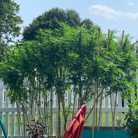 Pu Tang growlog timeline photo