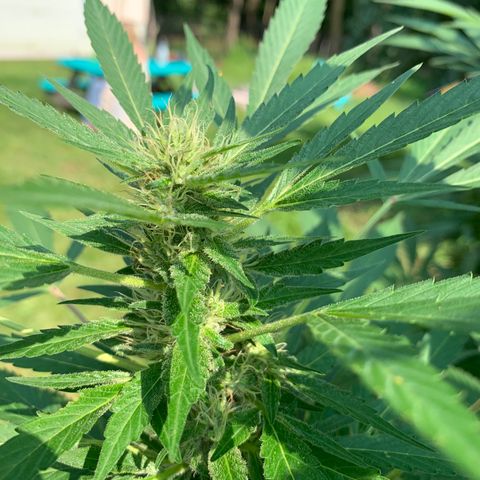 Pu Tang growlog timeline photo