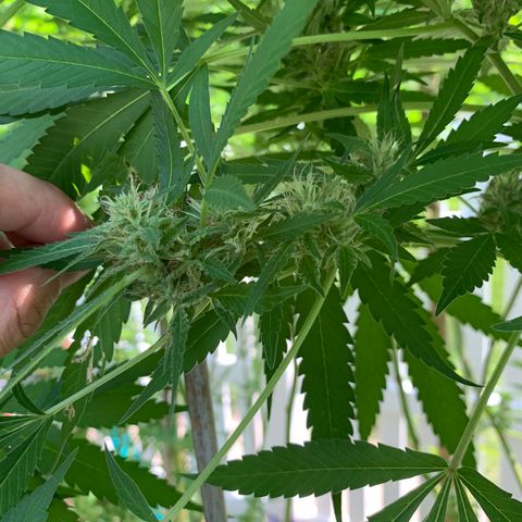 Pu Tang growlog timeline photo