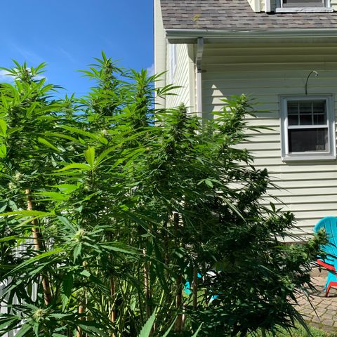 Pu Tang growlog timeline photo