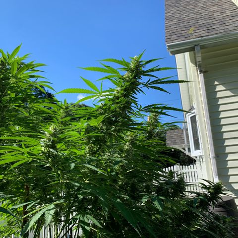 Pu Tang growlog timeline photo