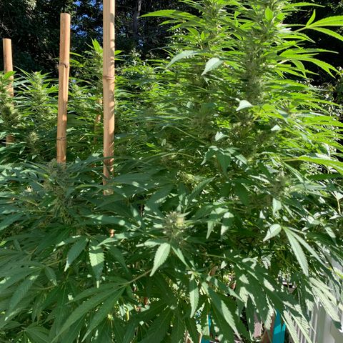 Pu Tang growlog timeline photo