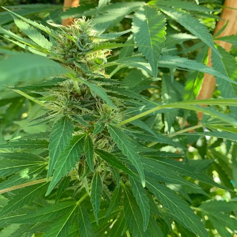 Pu Tang growlog timeline photo